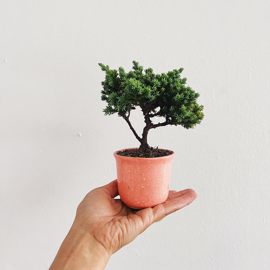 Bonsai Pequeño 2 años - Imagen 4